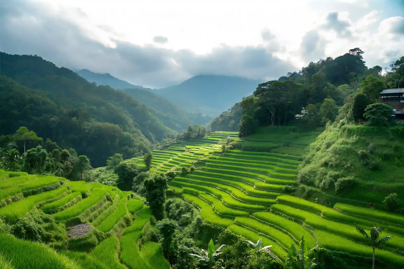 Rice terraces in the hills of Bali